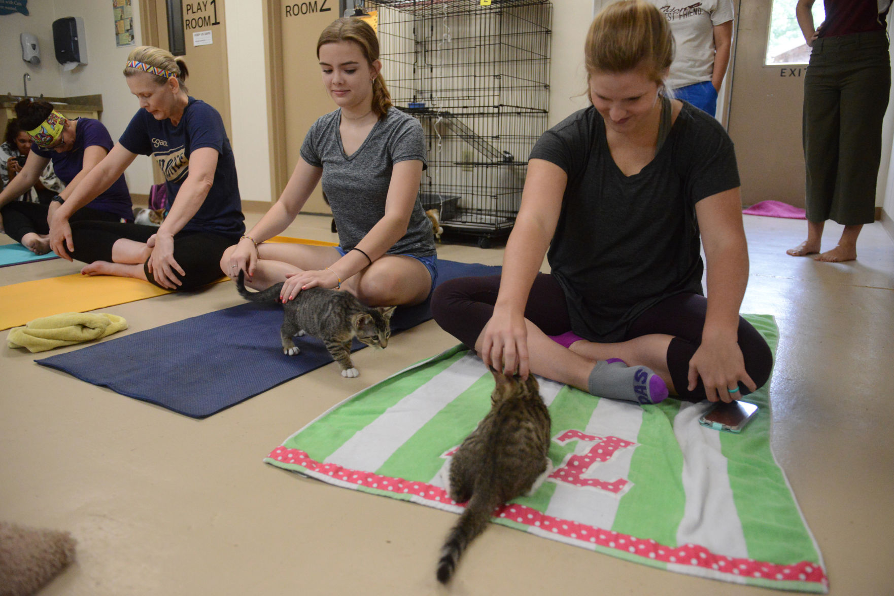 Cat Yoga at Aggieland Humane Society